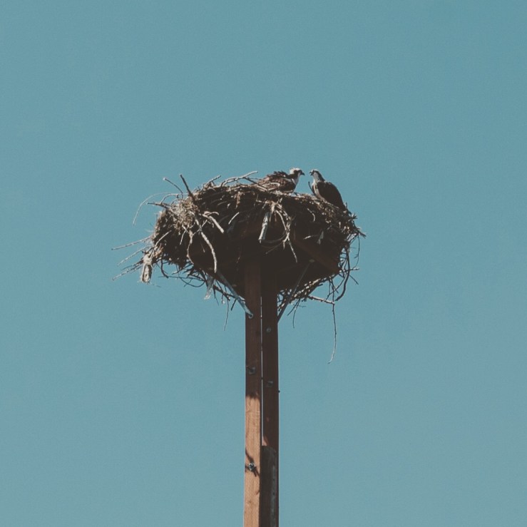 Made some avian friends. No biggie.