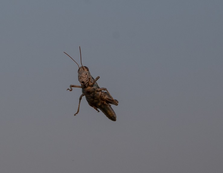 Or this shot. I swear, I spent more time this weekend rescuing crickets trapped in my car...
