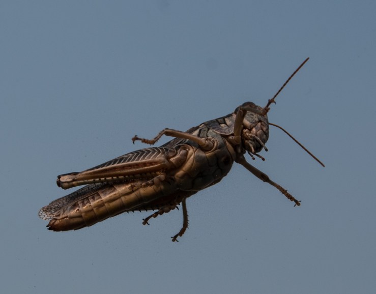 I picked up a hitchhiker. Kudos to the staff at National car rental at Great Falls airport. Without the amazing job you did on this windshield, this shot would not have been possible.