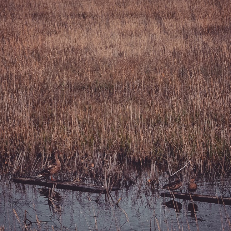 I'm going to go out on a limb and guess that these birds are well-fed.