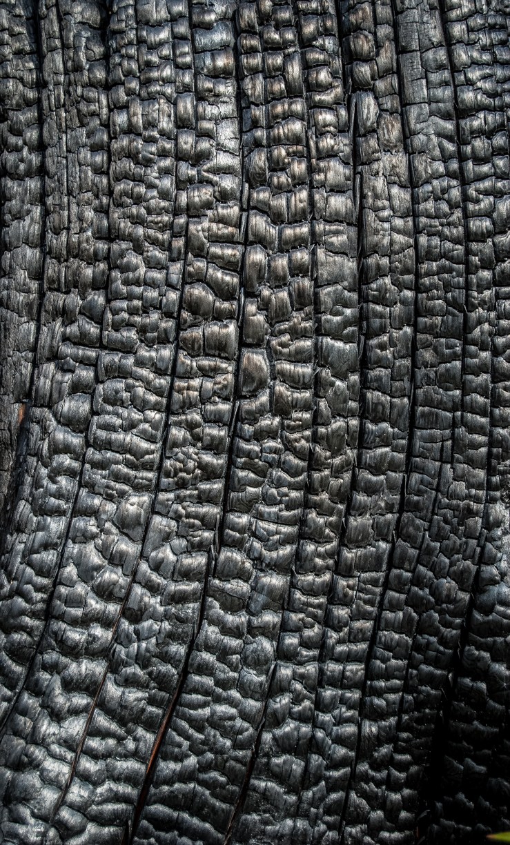 The second half of the trail featured entire swaths of forest that had recovered post wildfire, and the subsequent effects on the remains of the trees was gorgeous. It looked more like the skin of a reptile than the bark of a tree.