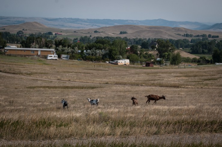 Livingston 38 (1 of 1)