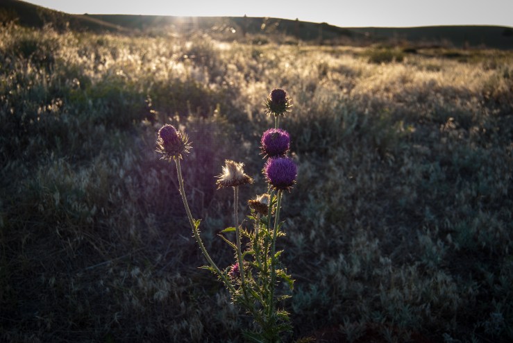 Prairie Dog Park 49 (1 of 1)