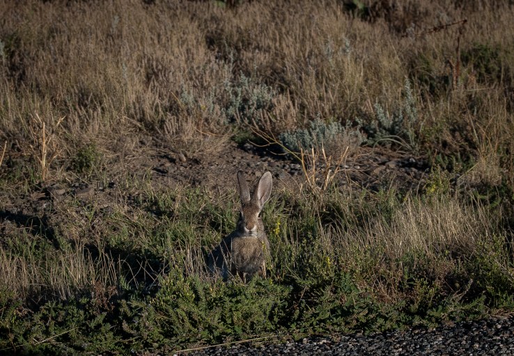 Prairie Dog Park 53 (1 of 1)