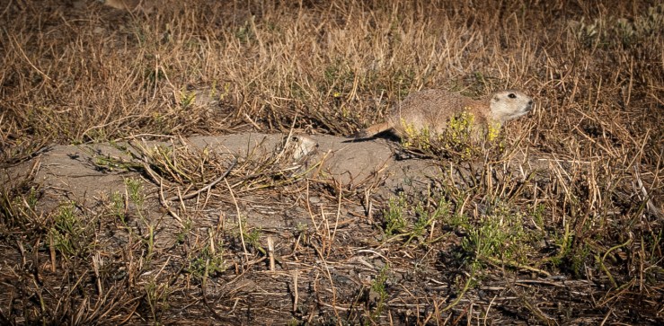 Prairie Dog Town Greycliff 3 (1 of 1)