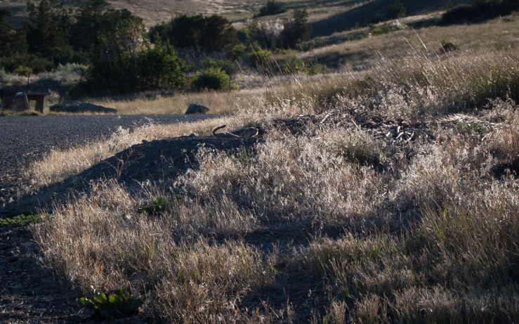 Prairie Dog Town Greycliff 4 (1 of 1)