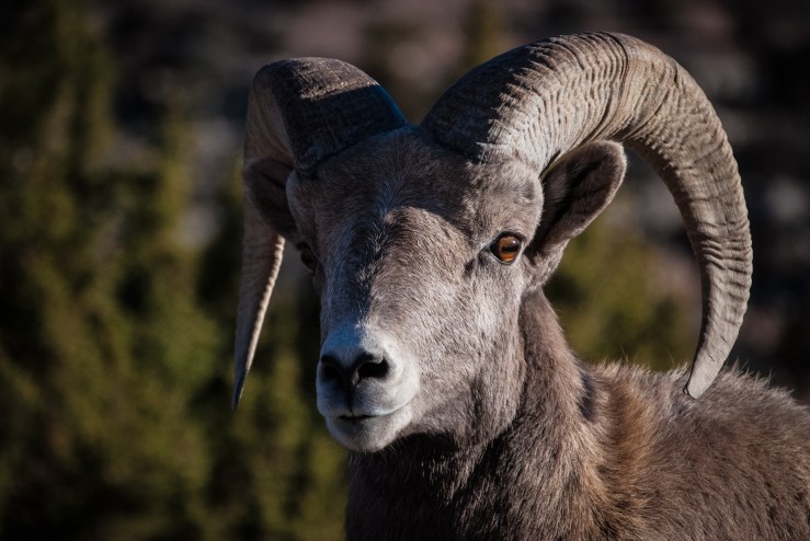 Bighorn Canyon WY 1 (1 of 1)