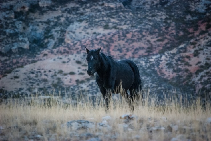 Bighorn Canyon WY 11 (1 of 1)