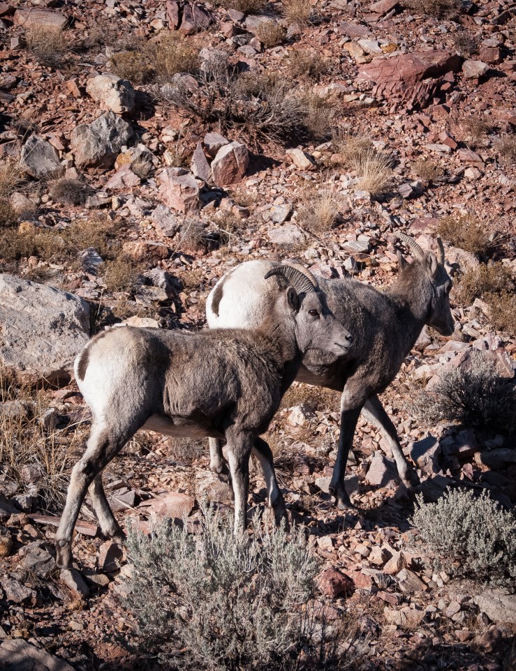 Bighorn Canyon WY 23 (1 of 1)