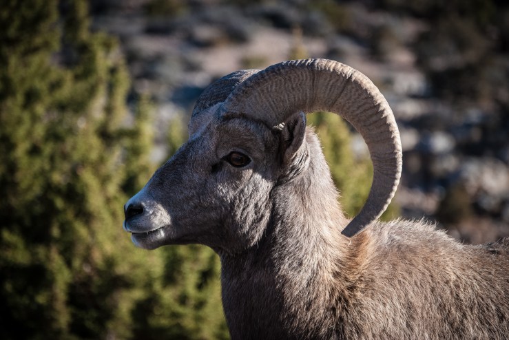 Bighorn Canyon WY 24 (1 of 1)