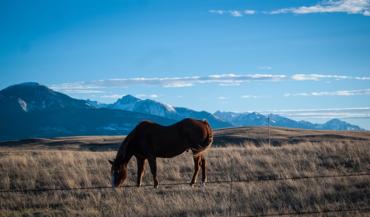 Livingston November 31 (1 of 1)