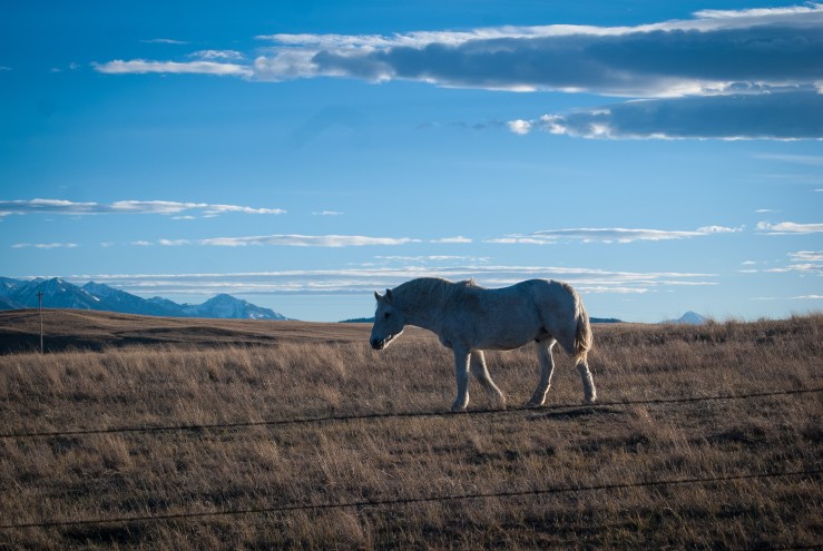 Livingston November 4 (1 of 1) copy