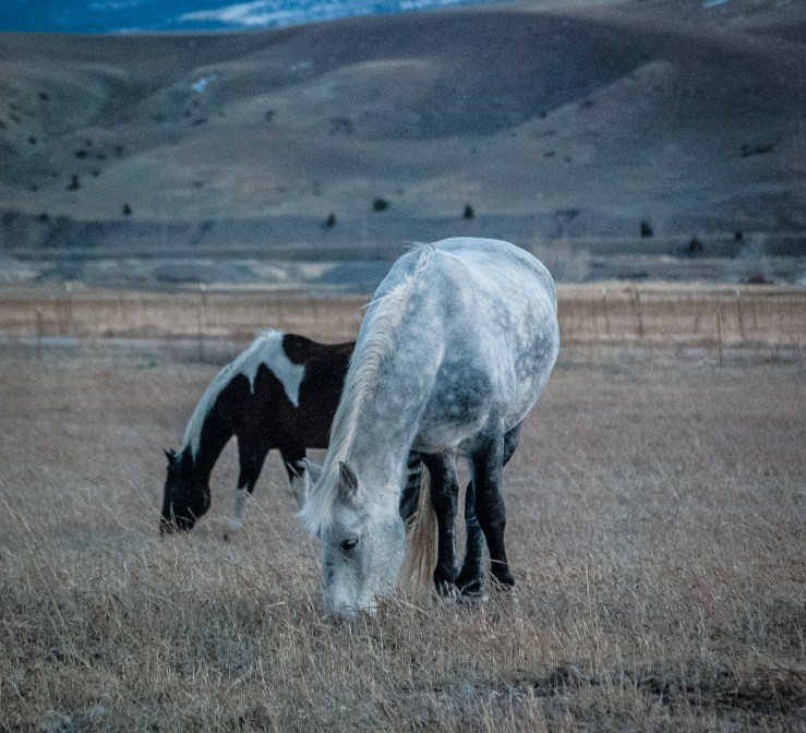 Livingston November 40 (1 of 1)