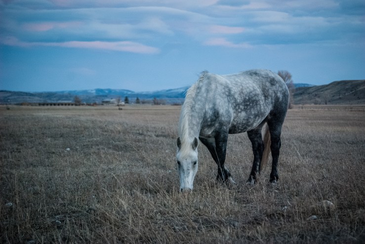 Livingston November 41 (1 of 1)