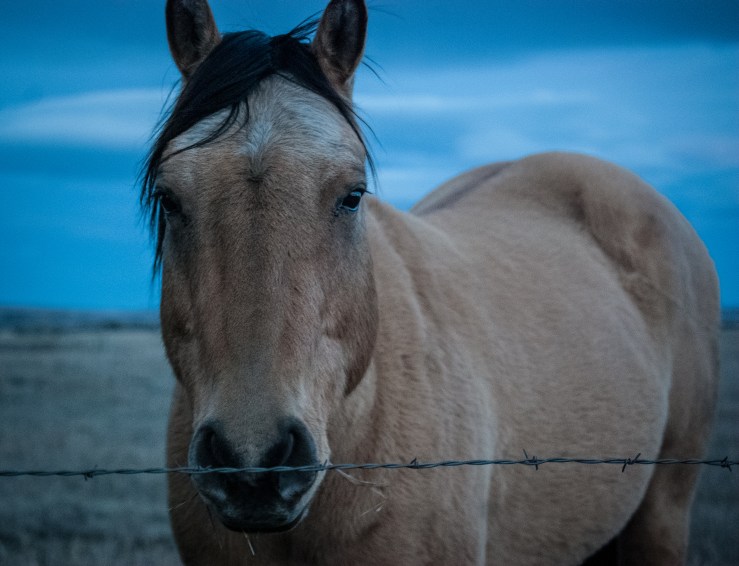 Livingston November 43 (1 of 1)