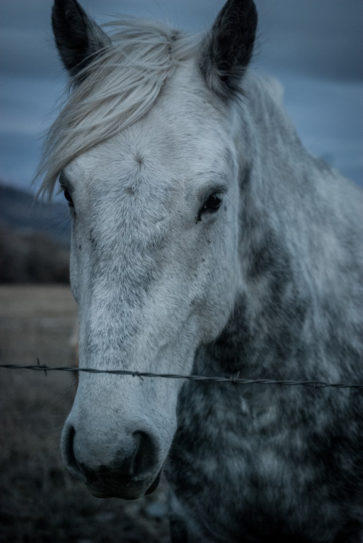 Livingston November 5 (1 of 1)