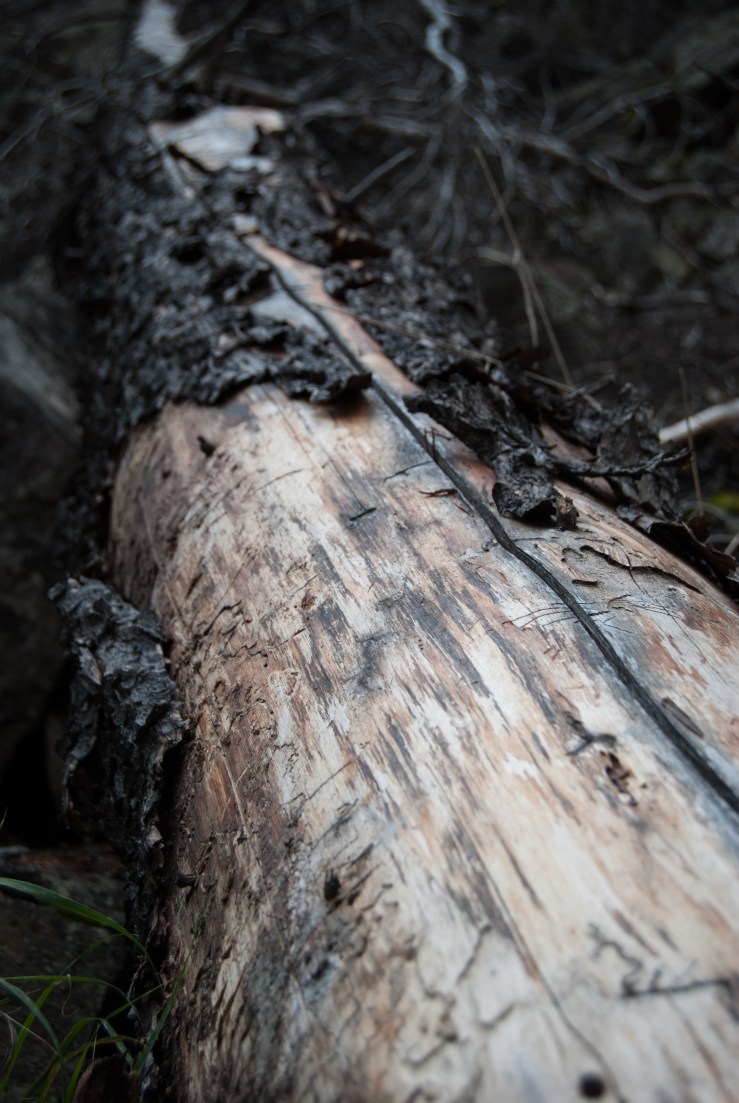 Memorial Falls 5 (1 of 1)