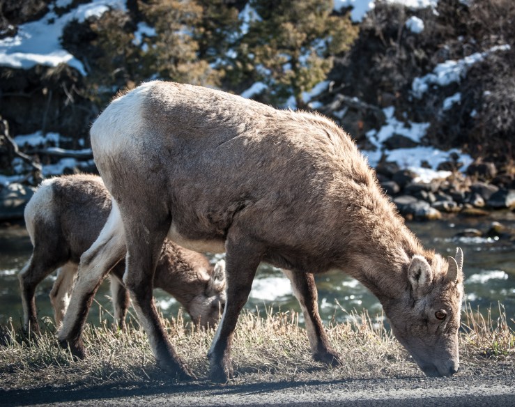 Yellowstone 2 (1 of 1)