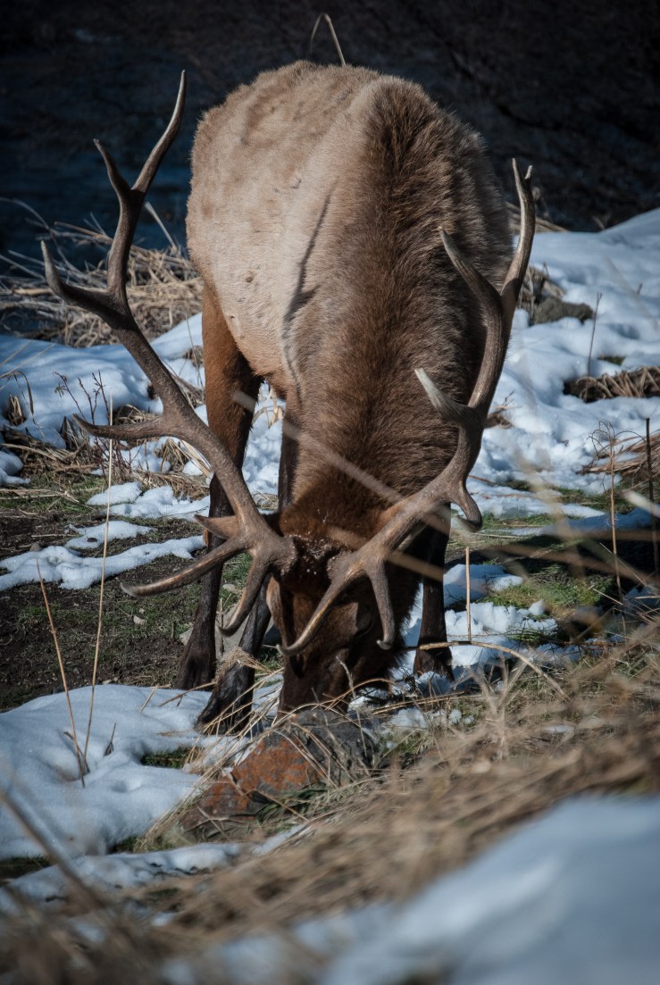 Yellowstone 39 (1 of 1)