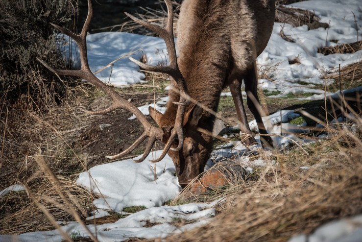 Yellowstone 41 (1 of 1)