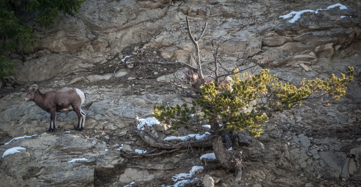 Totally didn't see the second bighorn sheep until I started editing...