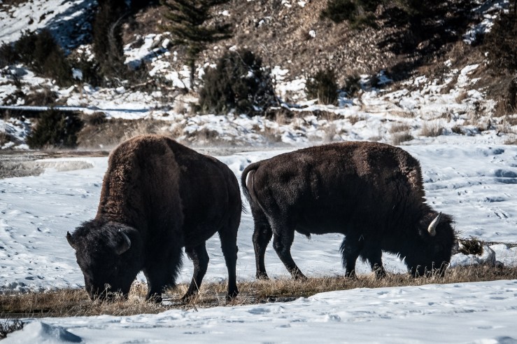 Yellowstone 7 (1 of 1)