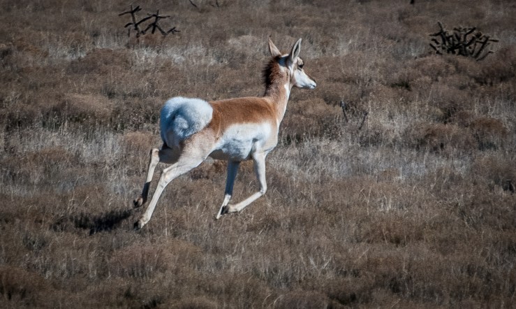 Pronghorn 7 (1 of 1)