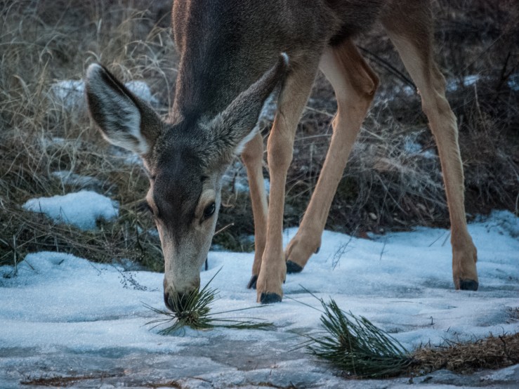 Mule deer