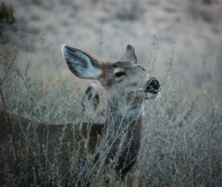 Bandelier 13 (1 of 1)