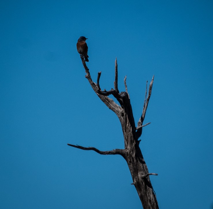 Bandelier 15 (1 of 1)