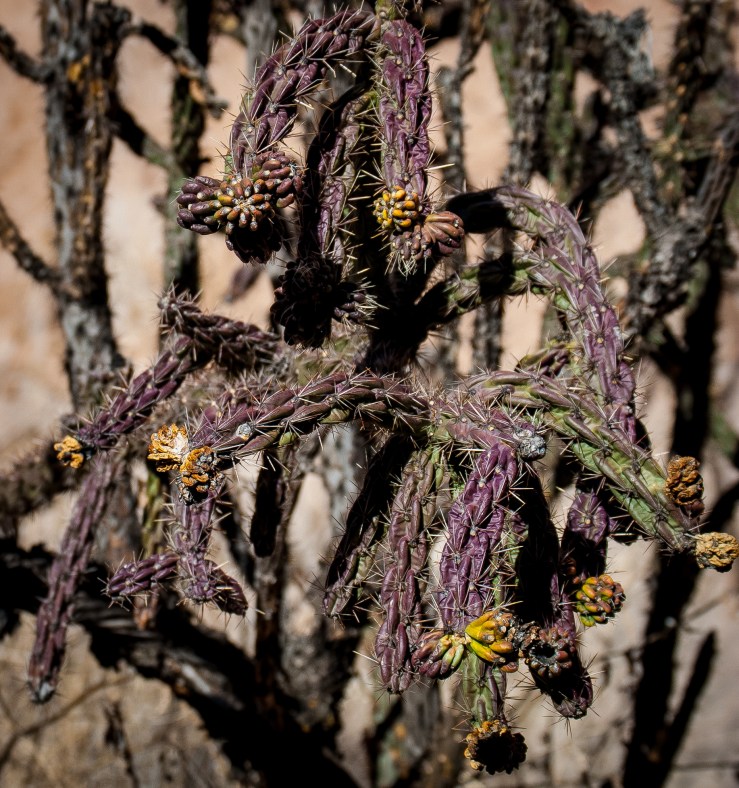 Bandelier 22 (1 of 1)
