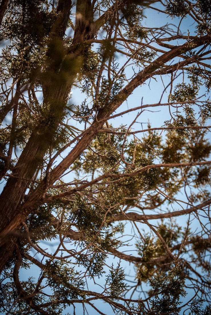 Bandelier 35 (1 of 1)