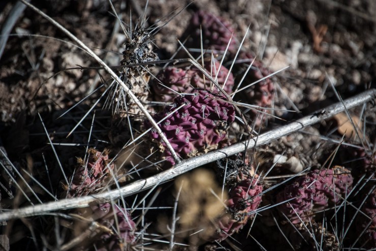 Bandelier 37 (1 of 1)