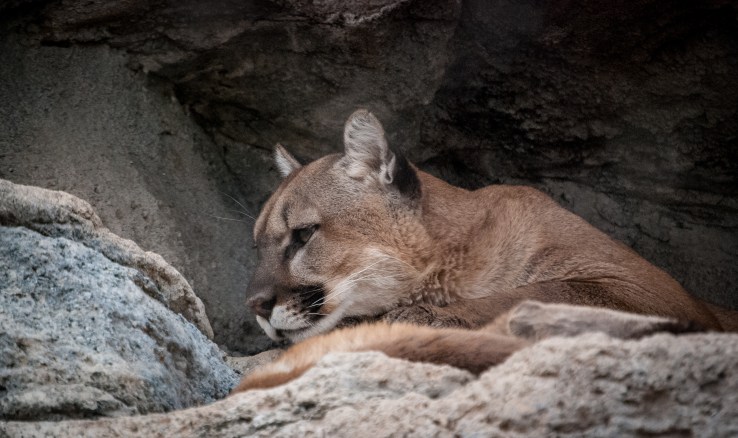 Living Desert Zoo 10 (1 of 1)