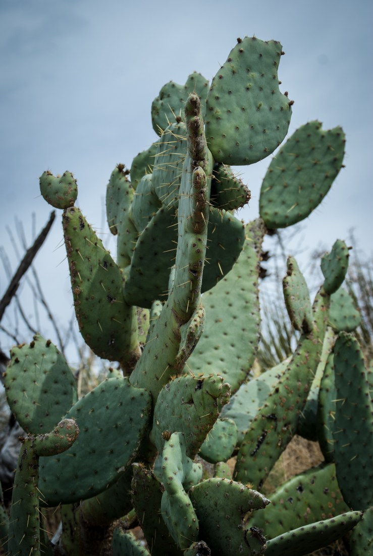 Living Desert Zoo 11 (1 of 1)
