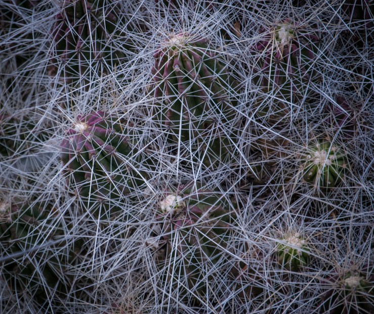 Living Desert Zoo 16 (1 of 1)