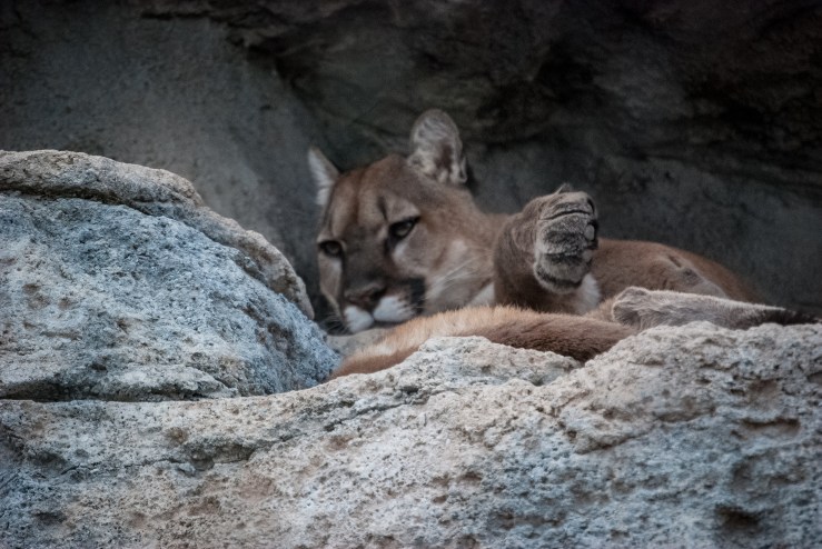 Living Desert Zoo 3 (1 of 1)