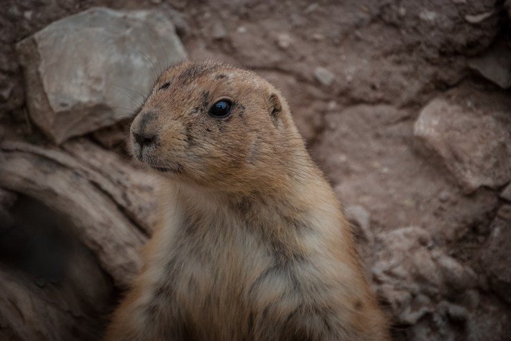 Living Desert Zoo 5 (1 of 1)
