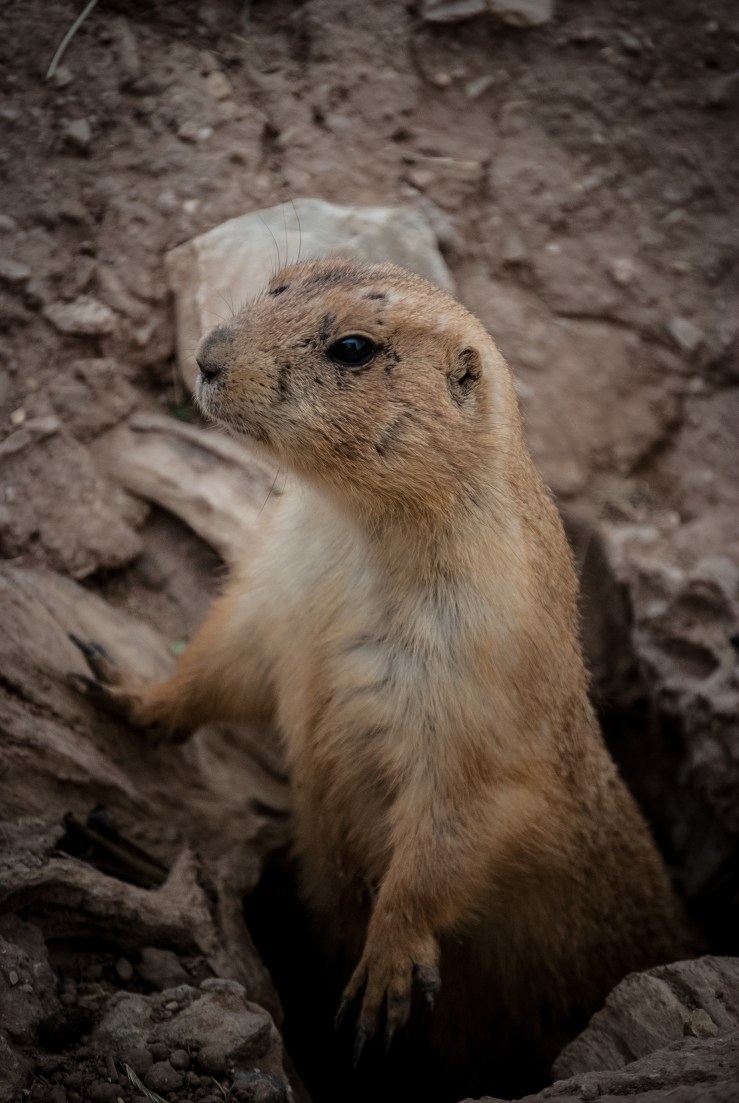 Living Desert Zoo 6 (1 of 1)