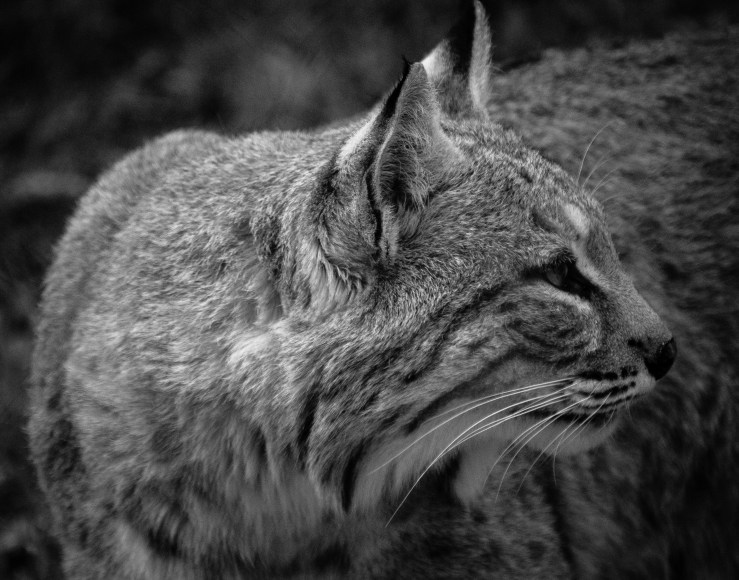 Living Desert Zoo 7 (1 of 1)