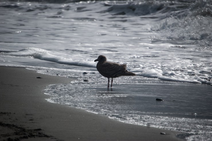 West Beach Deception Pass State Park 1 (1 of 1)