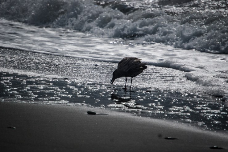West Beach Deception Pass State Park 2 (1 of 1)