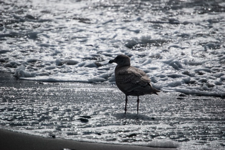 West Beach Deception Pass State Park 3 (1 of 1)