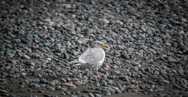 West Beach Deception Pass State Park 6 (1 of 1)