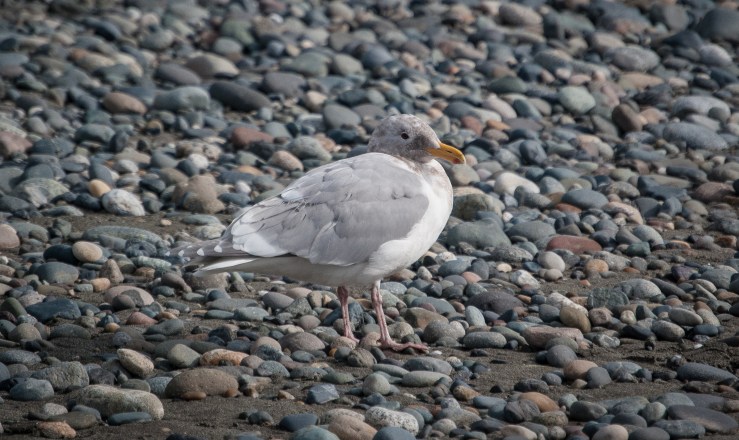 West Beach Deception Pass State Park 7 (1 of 1)