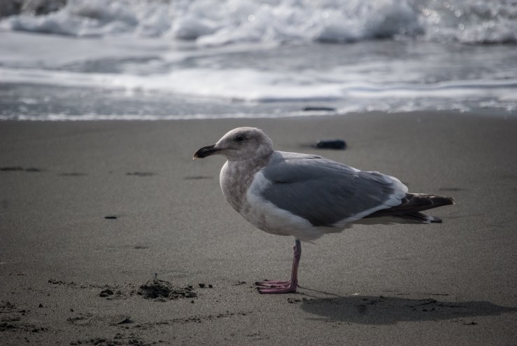 West Beach Deception Pass State Park 8 (1 of 1)