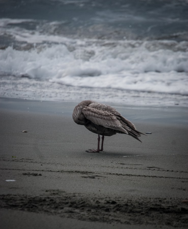 West Beach Deception Pass State Park 9 (1 of 1)