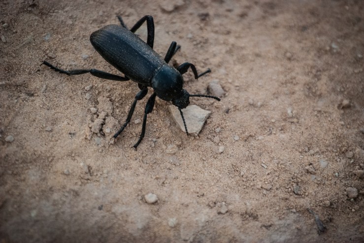 Chimney Rock 13 (1 of 1)