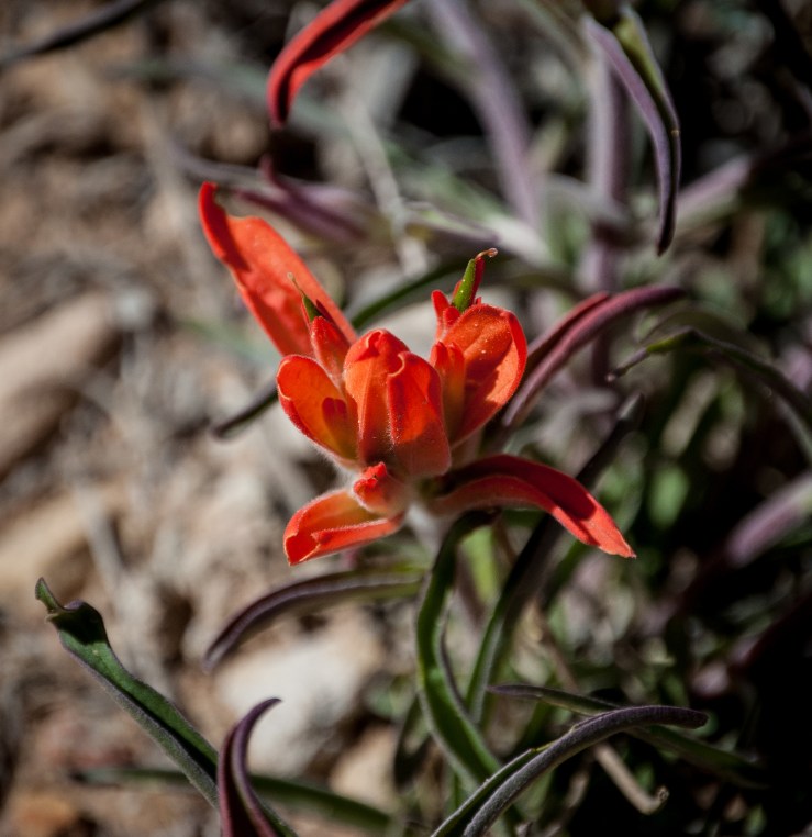 Chimney Rock 17 (1 of 1)