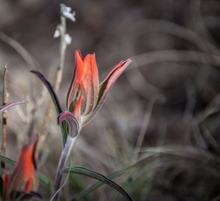 Chimney Rock 21 (1 of 1)